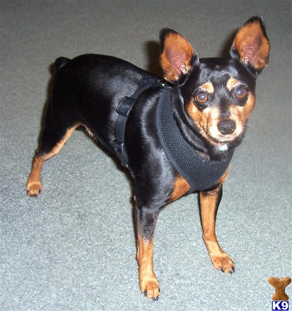 Stud Dogs - Miniature Pinscher